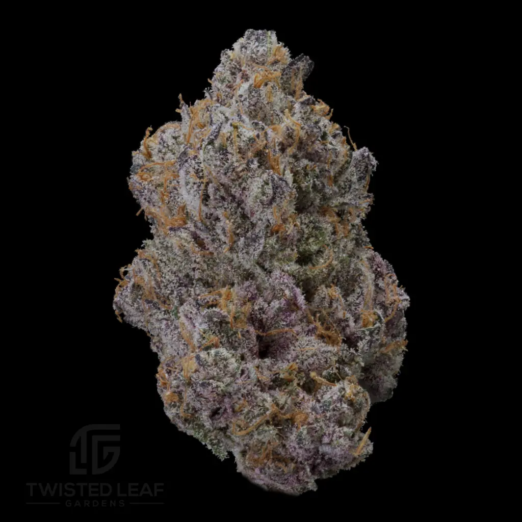 Dark Queen #11